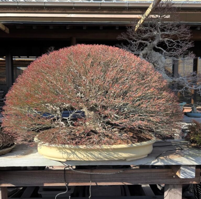 Read more about the article How to Grow Deciduous Bonsai from Seed