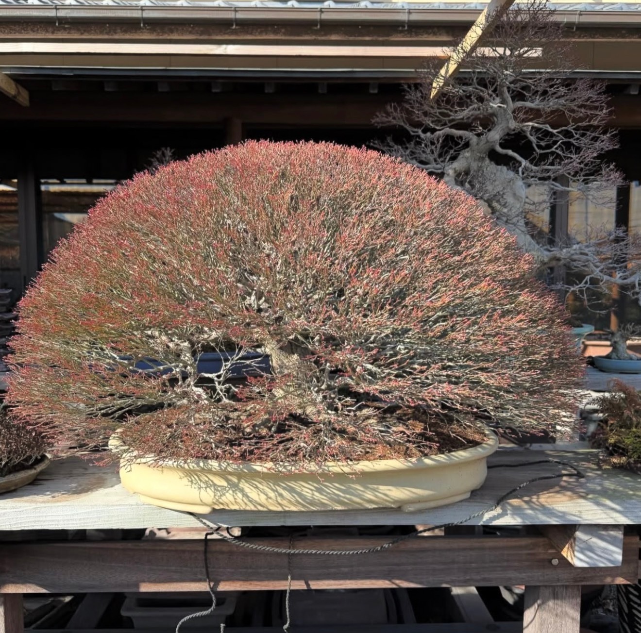 Read more about the article How to Grow Deciduous Bonsai from Seed