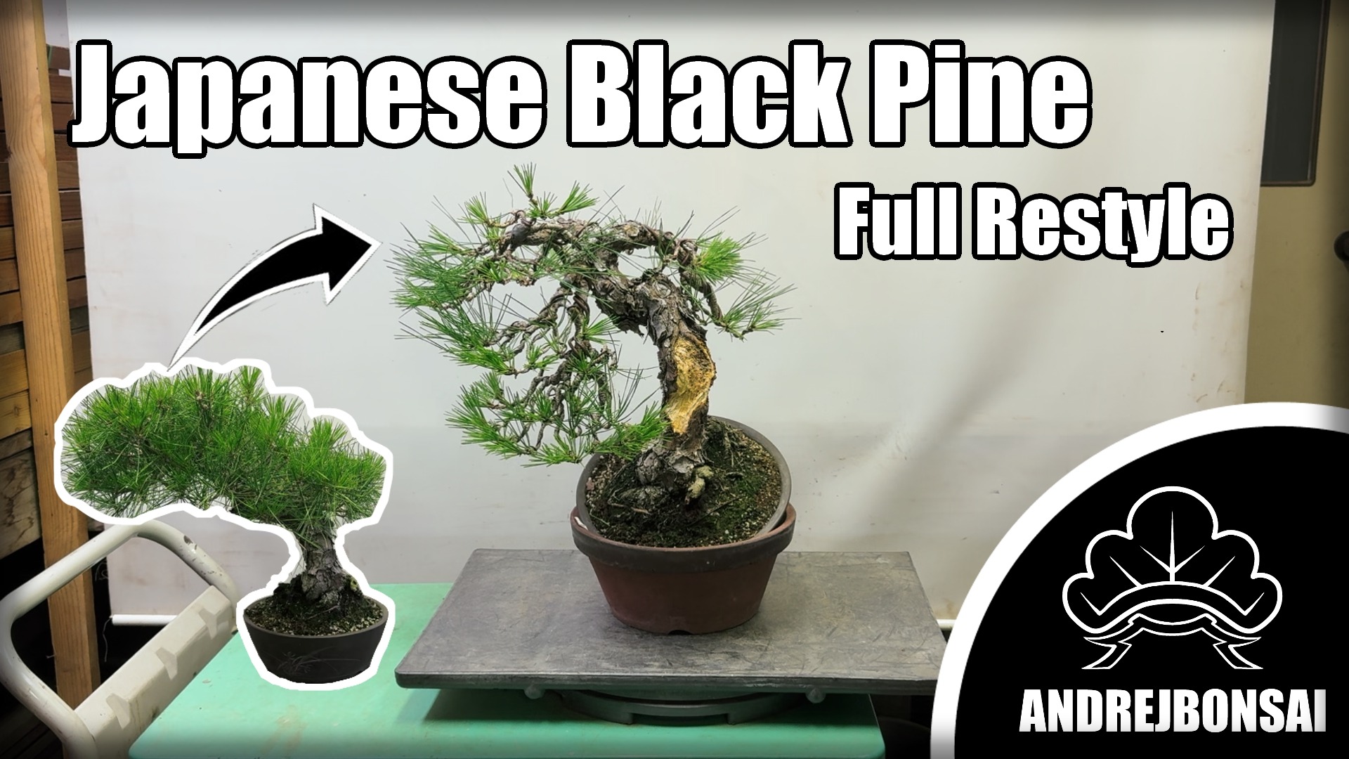 Full Restyling of a Japanese Black Pine