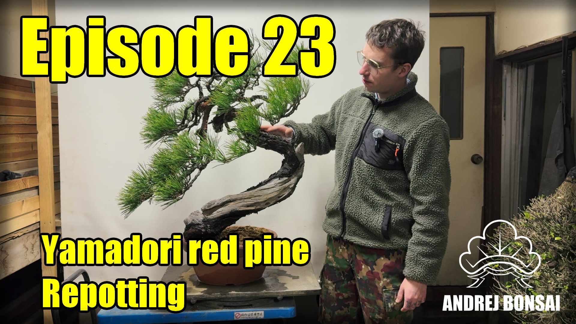 Repotting a Yamadori Red Pine
