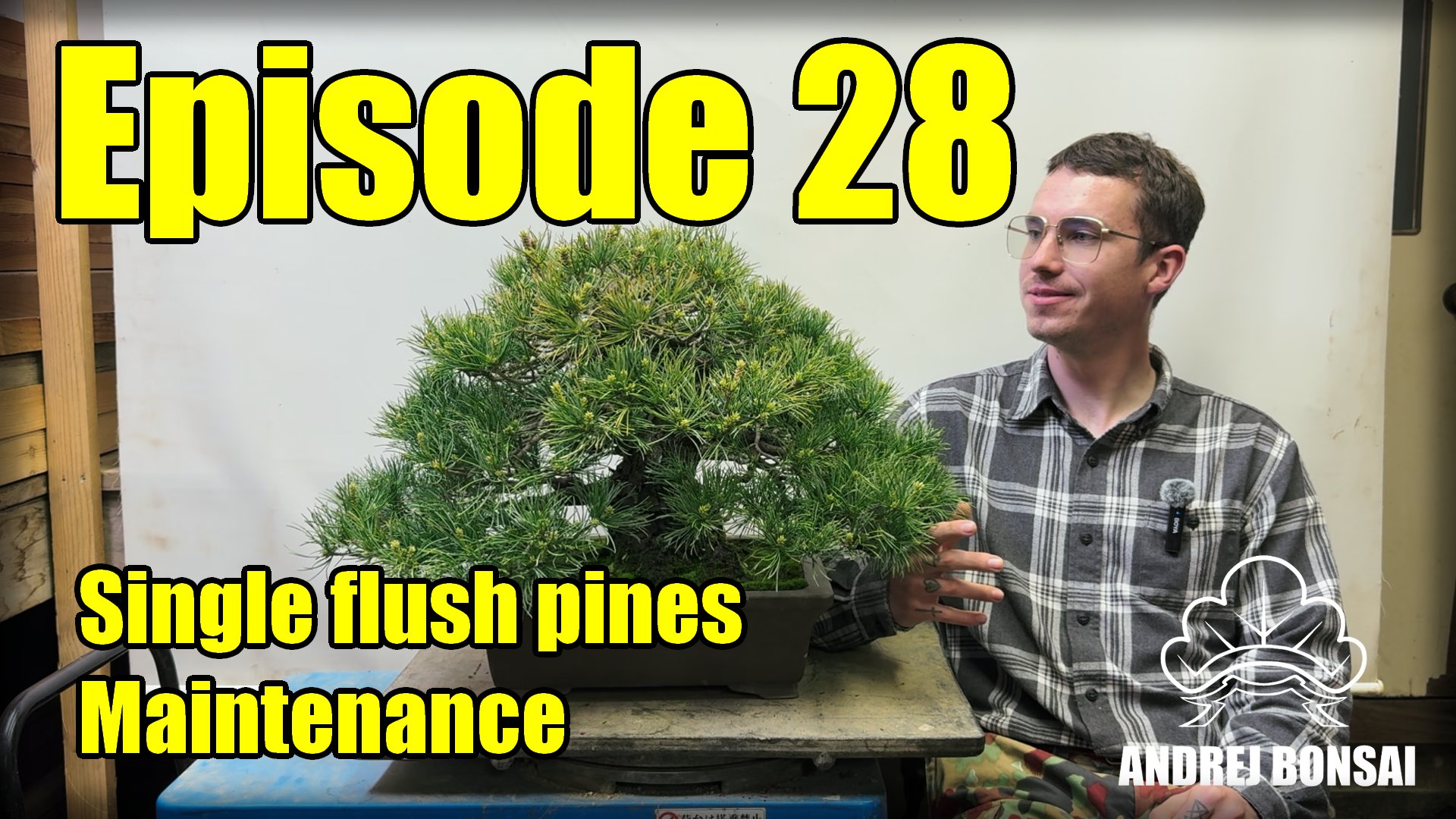 Single Flush Pine Maintenance