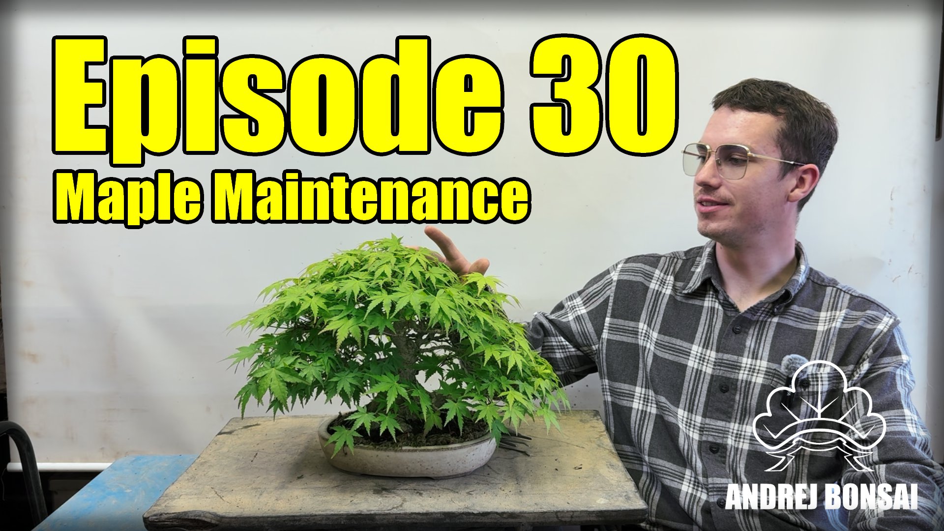Japanese Maple & Trident Maple Maintenance