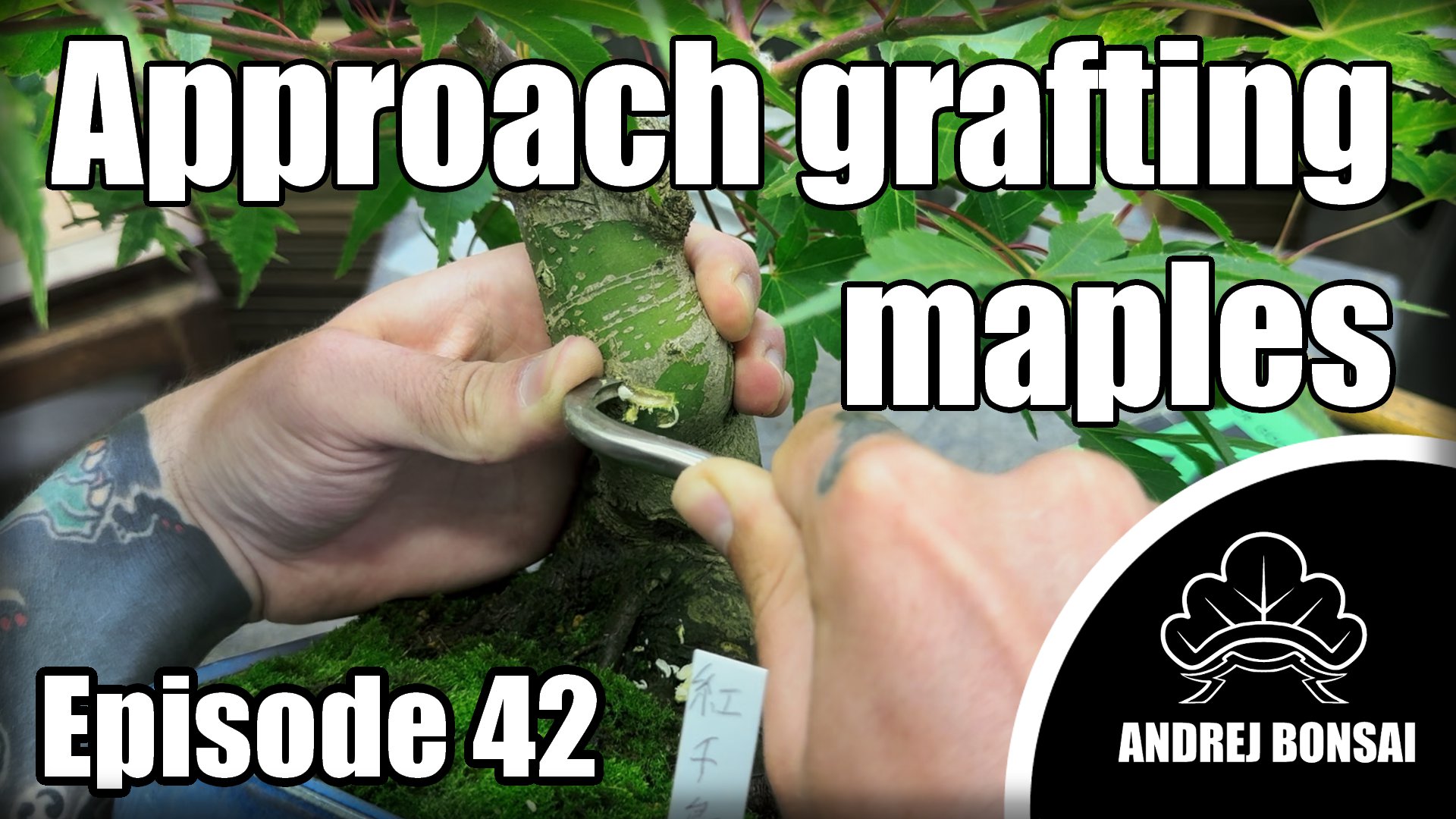 Approach Grafting Japanese Maples