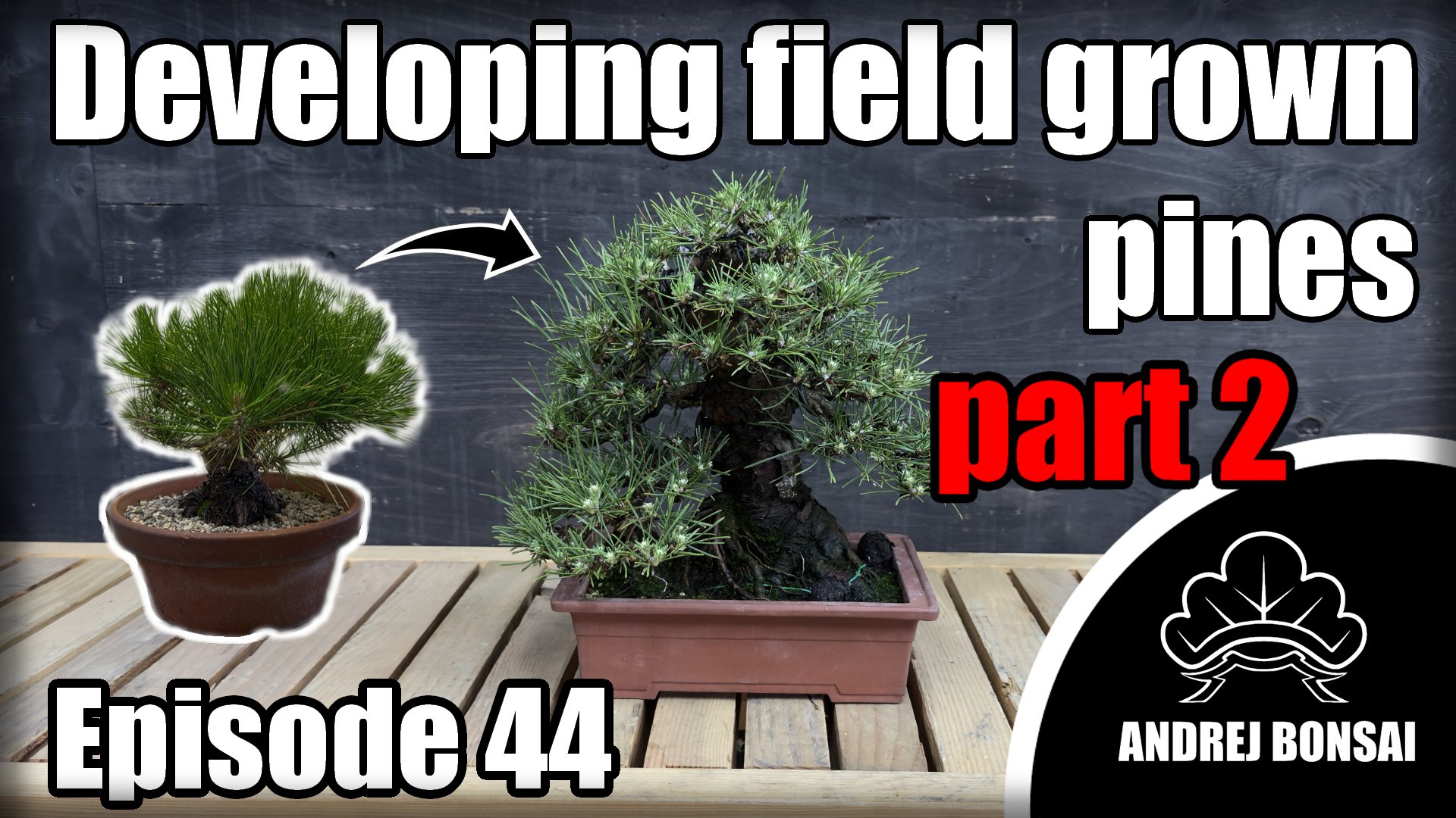 Developing Field Grown Pines - Part 2