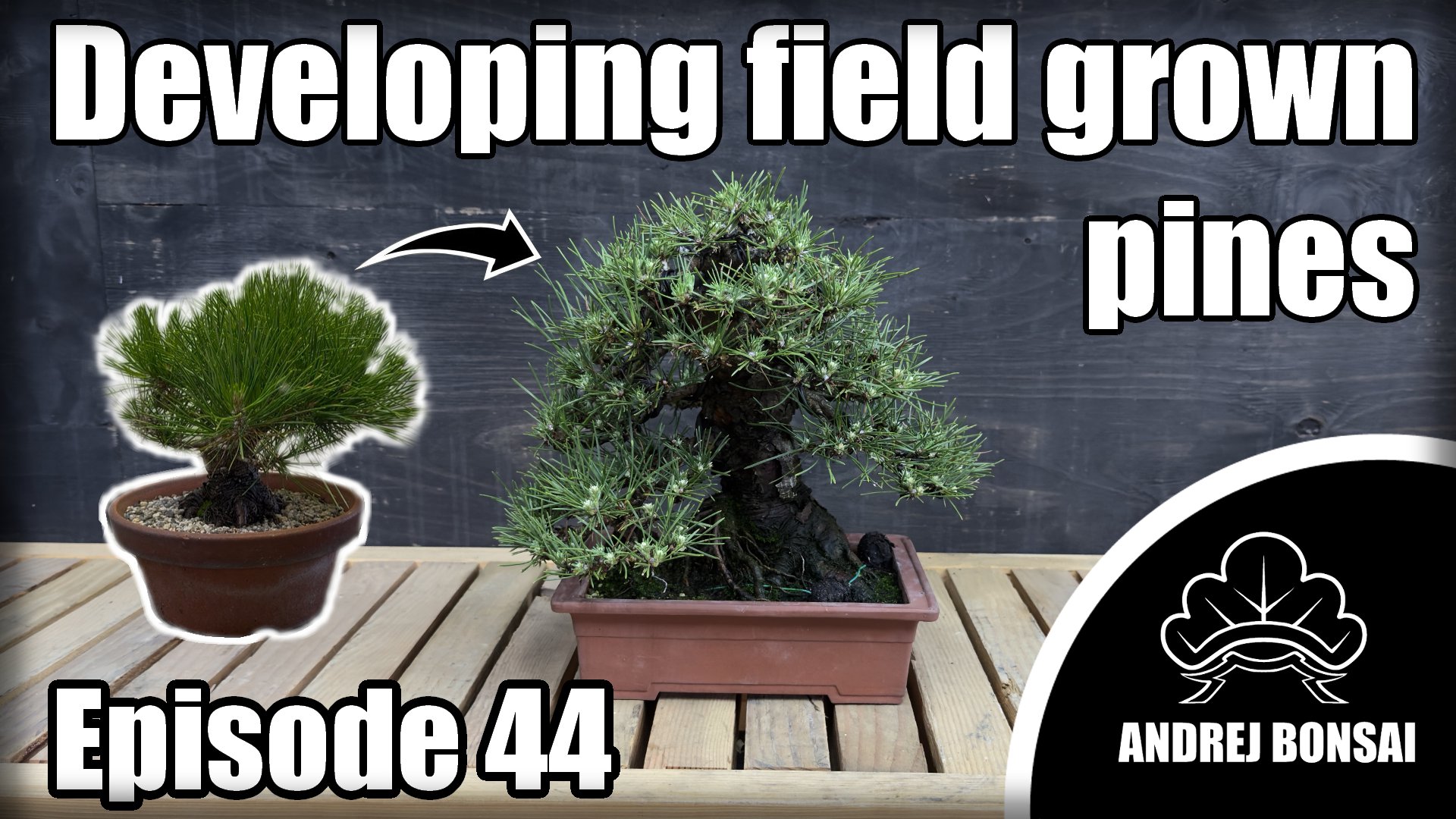 Developing Field Grown Pines - Part 1
