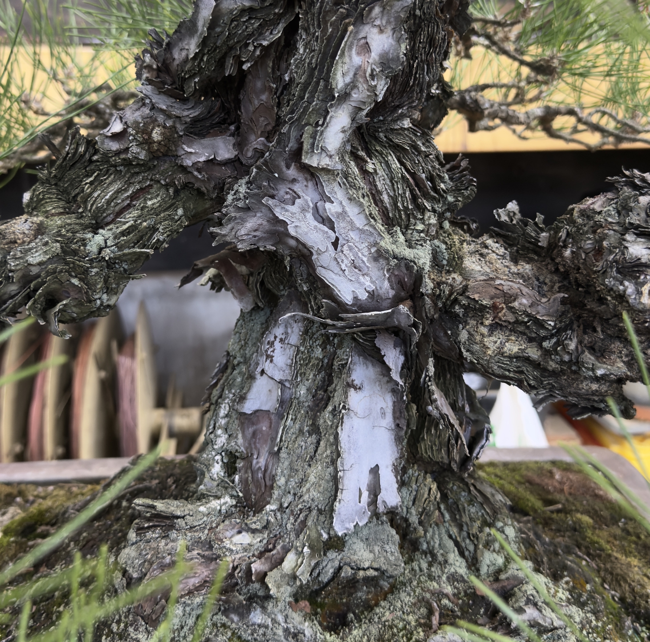 Read more about the article Biological Age vs. Bonsai Age: What Actually Matters