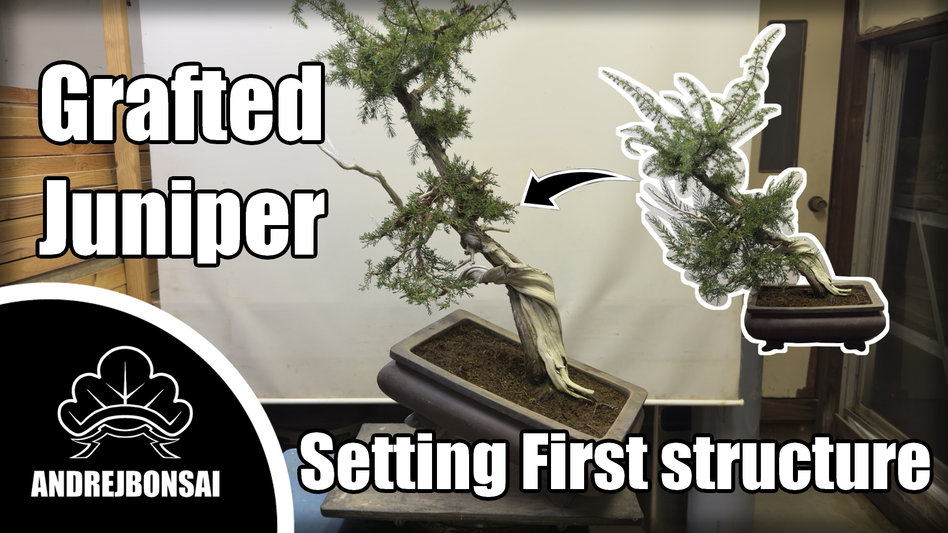 Setting the First Structure on a Grafted Juniper