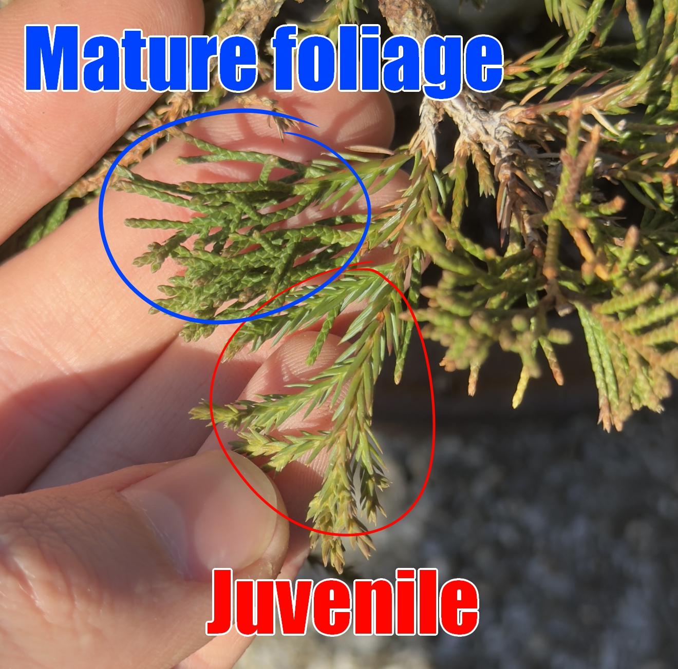 Read more about the article Juvenilné vs. dospelé ihličie u borievok: príčiny, kontrola a náprava