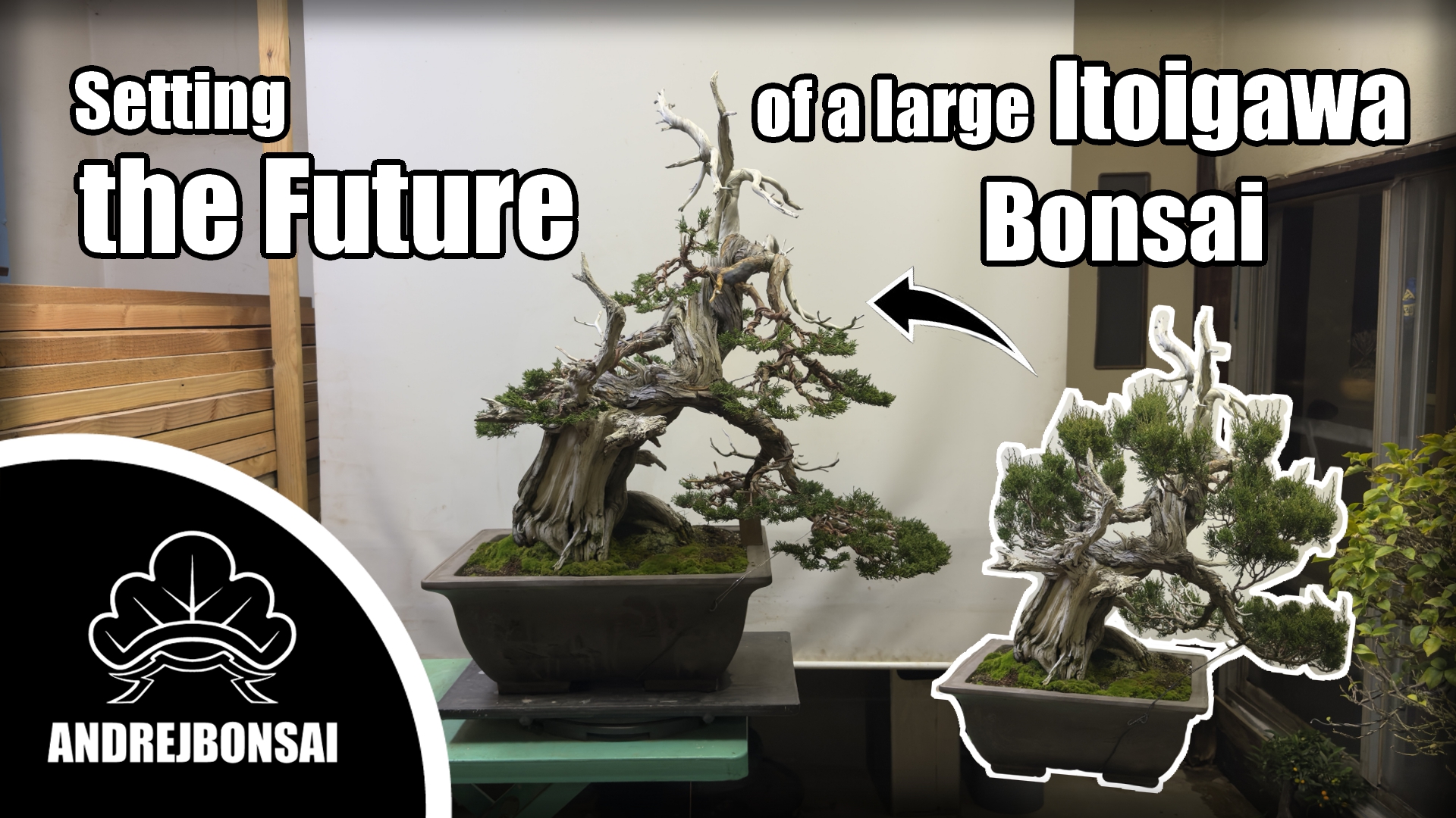 Setting the Future of a Large Itoigawa Bonsai