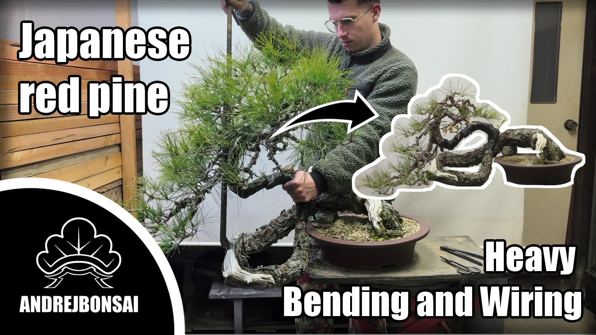 Japanese Red Pine - Heavy Bending and Wiring