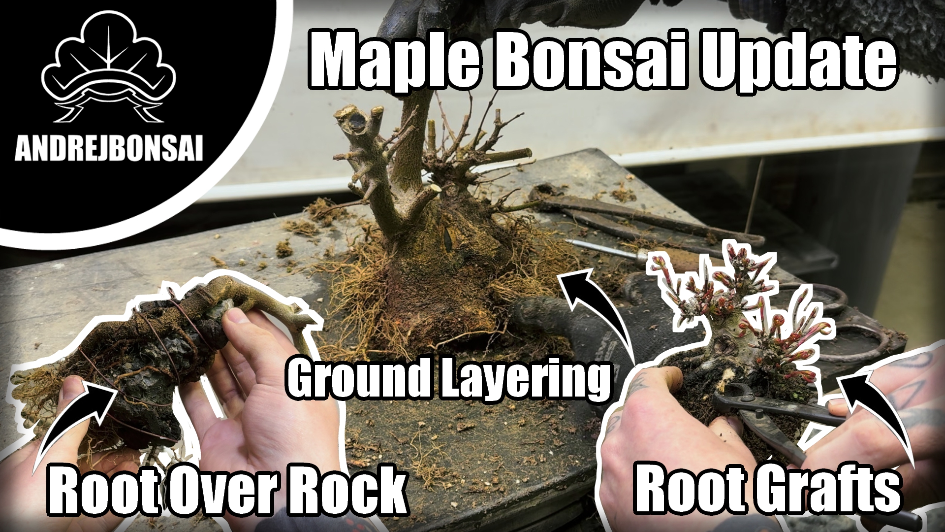Maple bonsai update - Root over Rock, Ground Layering & Root Grafts