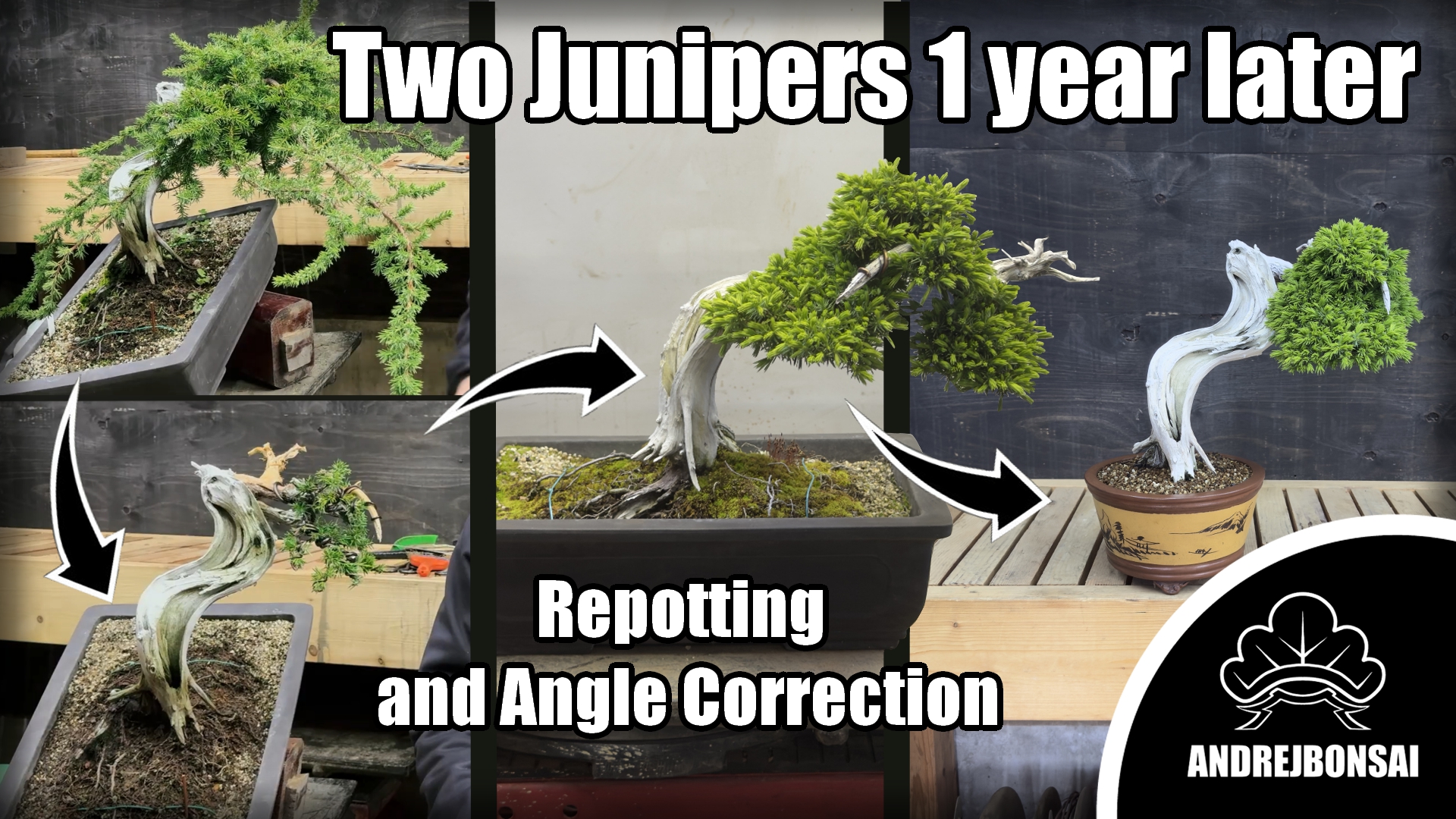 Two Junipers 1 year later - Repotting and Angle Correction
